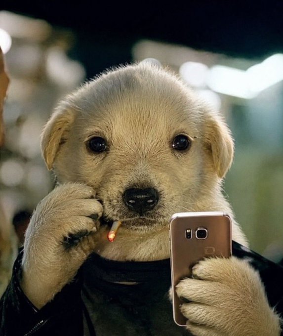 A humorous image of a golden retriever puppy dressed in a black jacket, holding a smartphone in one paw and smoking a cigarette with the other.