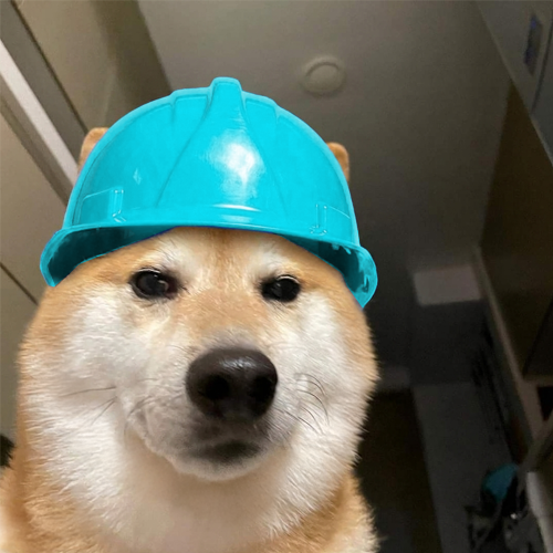 The image features a brown and white dog wearing a blue hard hat with its eyes closed, giving an impression of being tired or sleepy. The caption for this image reads "Will burn another 10M, but I want to see more bobthedog.fun". This suggests that the photo is related to a humorous post about dogs wearing hard hats, possibly as part of a challenge or trend.