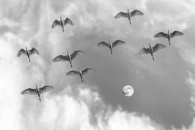 A black-and-white photograph showing a flock of birds flying across a cloudy sky with a full moon visible in the lower portion of the frame.