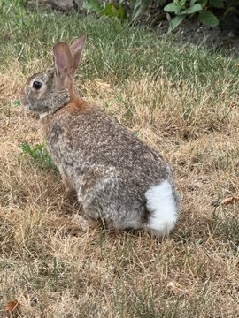 A rabbit sits alertly in patchy grass during a morning walk, its brown and white fur blending naturally with the dry, sunlit lawn.