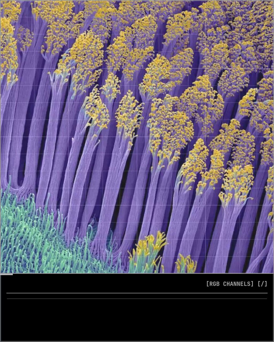 The image features a close-up of purple flowers with yellow centers, arranged in rows that create an interesting pattern. The flowers are positioned at various heights, giving them depth and dimension. The background appears to be a light brown color, providing contrast to the vibrant colors of the flowers. The image is labeled "Red channels (v)".