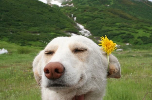 A close-up photograph of a white dog with its eyes closed and mouth slightly open in a happy expression, with a yellow dandelion tucked behind its ear, set against a blurred background of a green mountainous landscape.