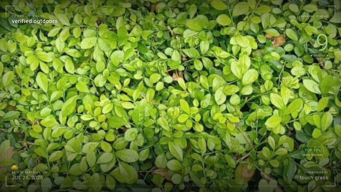 An iPhone photo of green ground cover plants, labeled with the date 'Jun 26, 2026' and the text 'verified outdoors' and 'Touch grass' in the corners.