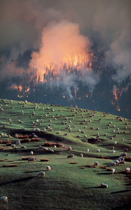A flock of sheep graze peacefully on a green hillside while flames and thick smoke engulf a forested ridge in the background, creating a stark contrast between pastoral life and a raging wildfire.