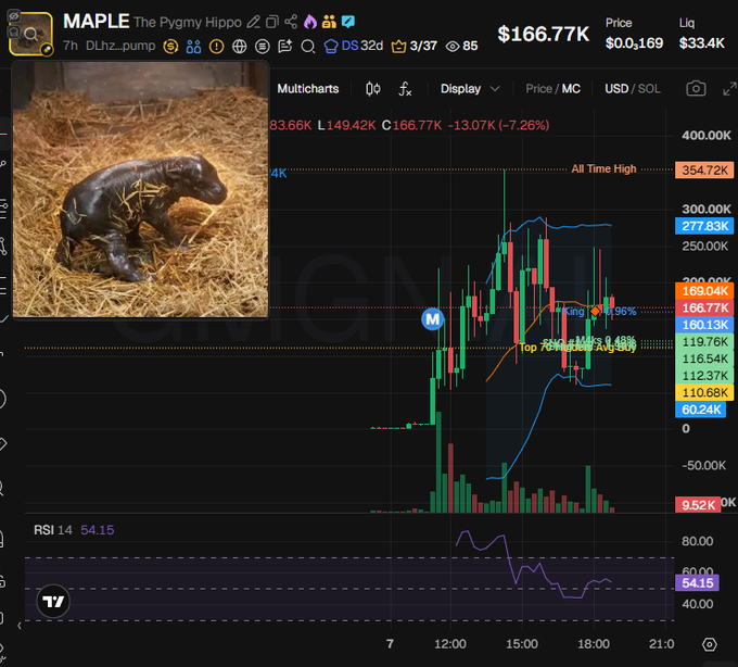 A TradingView chart of the $MAPLE (DLhzqAWwE2YkPLdYvvWNMZ71vxZJQD2FByMfWFHppump) token, dubbed "The Pygmy Hippo," shows a price of $166.77K, down 7.26% (-13.07K) with an all-time high of 354.72K and an RSI of 54.15, with King holding 6.96% as a top holder per the chart annotation. The candlestick chart captures the token's recent volatile pump-and-pullback cycle, visually supporting the post's claims about holder distribution and insider activity.