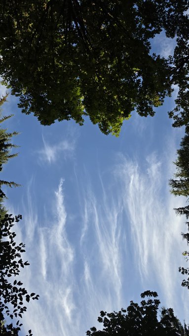 A view looking up at a bright blue sky with wispy cirrus clouds, framed by the dark silhouettes of tree leaves and branches.
