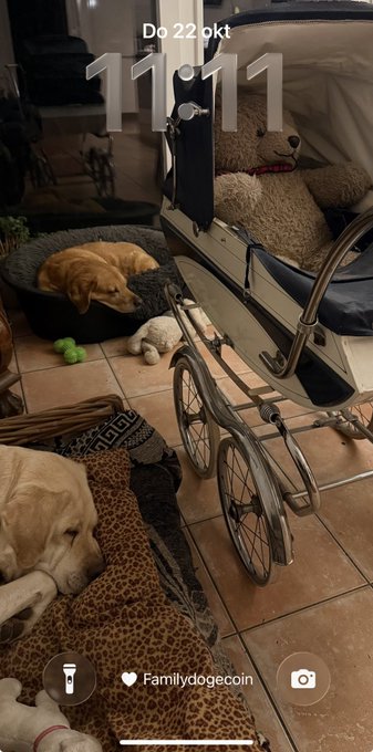 An Instagram-style story shows several dogs resting around a pet stroller indoors, with the text “Do 22 okt,” a large “11:11,” and the handle “Familydogecoin.”