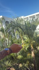 A person's arm wearing a smartwatch and a beaded bracelet, pointing toward palm trees and a building under a bright blue sky.
