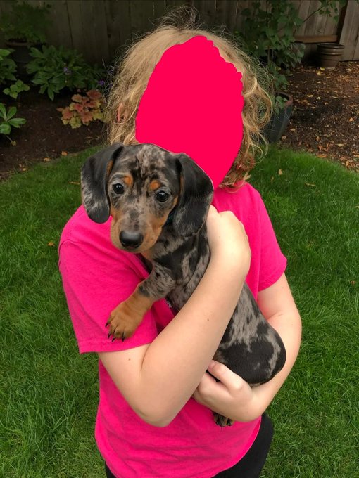A child in a pink shirt holds a dapple dachshund puppy outdoors, with the child's face obscured by a pink shape.