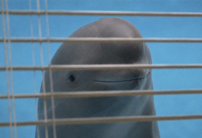 The image features a large gray whale with its head sticking out of a window, looking at the camera. The background shows a blue sky, which contrasts nicely with the whale's color. There are also some white lines visible near the top left corner of the photo. The caption "XMR enthusiasts rn" suggests that this might be related to an X-ray image or something similar involving X-rays and marine animals like the whale in question.