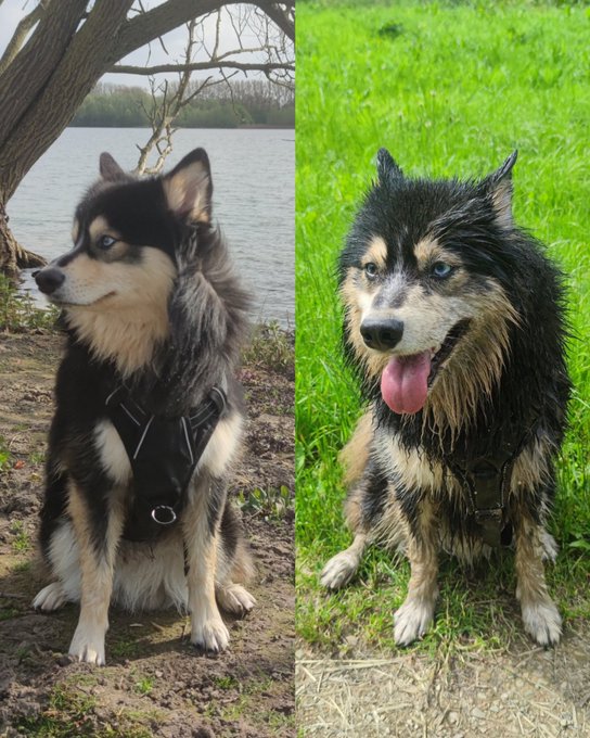 The image shows two dogs sitting next to each other near water. One dog has its tongue out while the other one appears to have been recently wet with mud or water, depending on the perspective. The scene suggests that both dogs are enjoying their time outdoors by the lake.