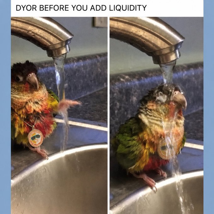 A two-panel meme of a green-cheeked conure in a kitchen sink under running water with the caption 'DYOR BEFORE YOU ADD LIQUIDITY'.