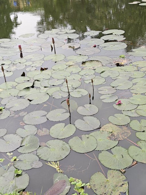 The image features a serene scene of water lilies floating on top of a pond, with their green leaves spread out across the surface. The water appears calm and still, creating an atmosphere of tranquility and peace. In the background, there are trees visible, adding depth and context to the scene. The post is written in a conversational tone, encouraging viewers to "Focus on what is in the image and how it relates to the post".