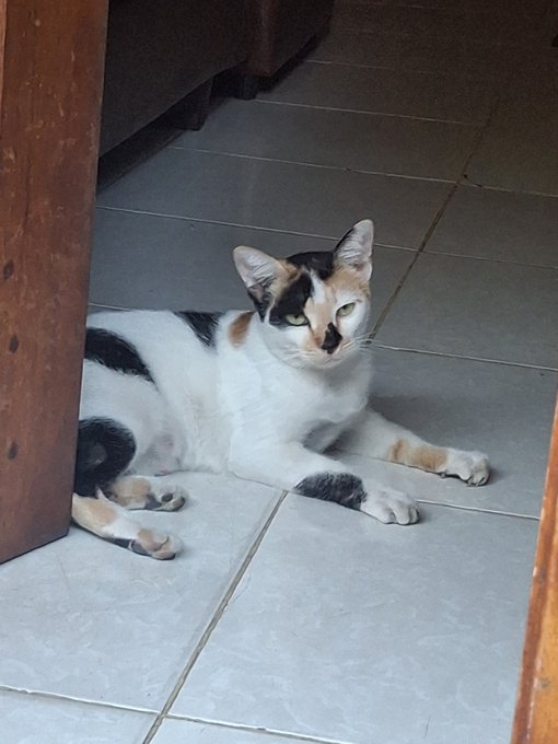 A calico cat lies on tiled flooring near a doorway, gazing directly at the camera. The peaceful feline pose pairs perfectly with the "Good Night World...." sentiment, capturing a quiet, sleepy moment.