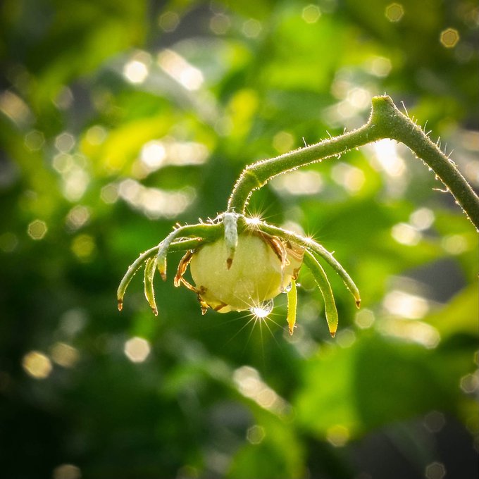 A close-up photograph of a small, unripe green tomato hanging from a hairy vine, with a sparkling water droplet on its surface and a blurred green foliage background illuminated by warm sunlight.
