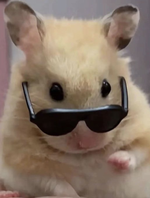 An adorable cream-colored hamster wearing small black sunglasses, perched on someone's hand.