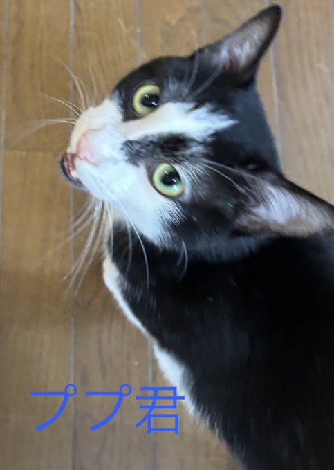 A black and white tuxedo cat looks up attentively at the camera, with the blue text "ププ君" (Pupu-kun) displayed at the bottom of the image, matching the post's reference to a cat named Pupu heading off on a trial adoption. The hashtag suggests the cat's new owner is a STEPN user, a move-to-earn app often paired with Japanese lifestyle interests like ramen and eel fishing.