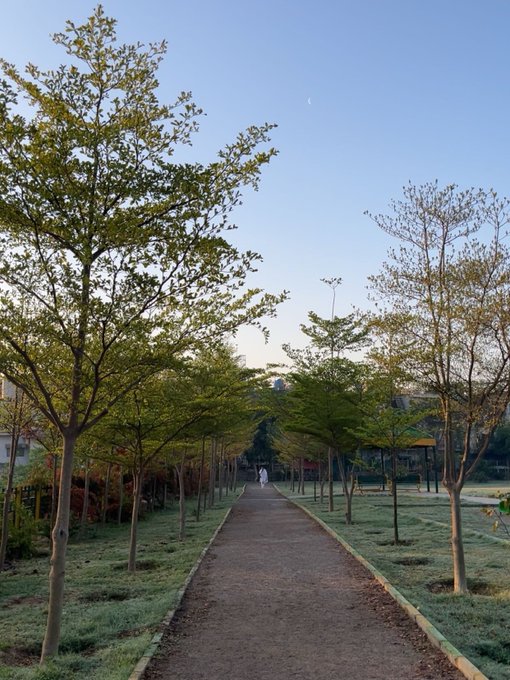 A peaceful park pathway lined with young trees stretches toward the horizon under a clear sky, where the moon is still faintly visible—capturing the quiet stillness of an early morning, perfectly fitting a "GOOD MORNING" greeting.