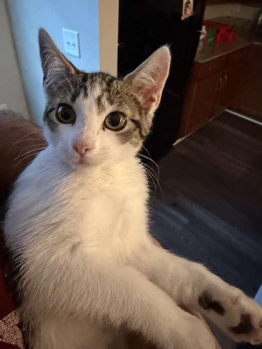 A close-up photograph of a white and grey tabby cat with large green eyes looking up at the camera while being held.