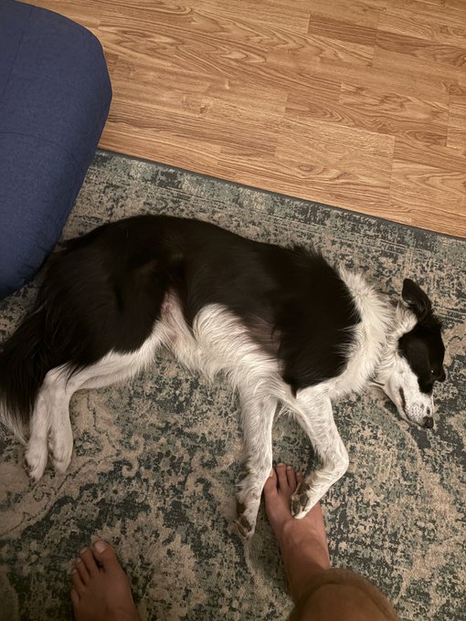 A black and white border collie lies sleeping on a grey patterned rug on a wooden floor, next to a person's bare feet.