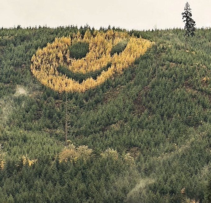 An aerial view of a forested hillside featuring a large smiley face design created from contrasting yellow and green trees.