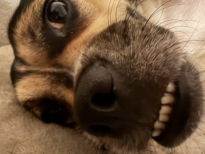 A close-up, funny photograph of a dog's face showing its nose, teeth, and one large eye with long whiskers.