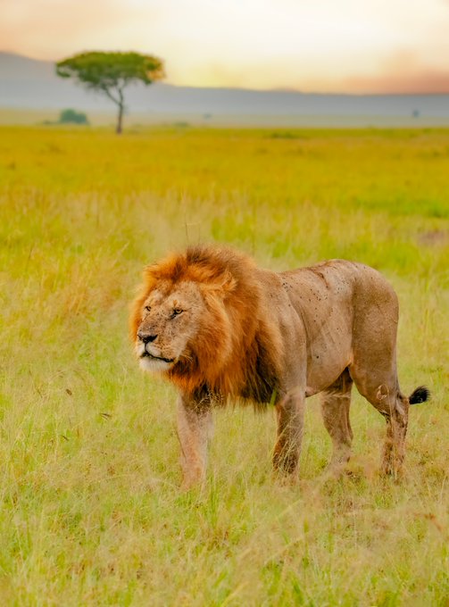 A majestic male lion with a full mane standing in tall grass on an African savanna at sunset, with a lone acacia tree in the background.