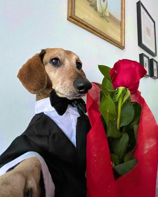 A dachshund dressed in a black tuxedo with a bow tie holds a bouquet wrapped in red paper containing a single red rose.
