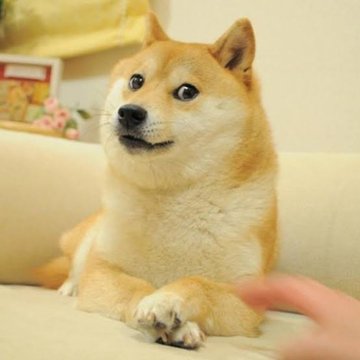 A tan Shiba Inu dog lies on a light-colored couch with its paws crossed, looking attentively to the side.
