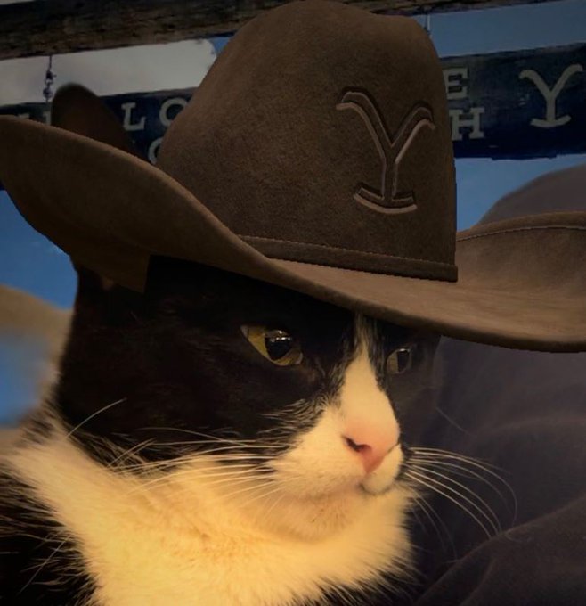 A close-up photograph of a black and white tuxedo cat wearing a large brown cowboy hat with an embossed 'Y' design.