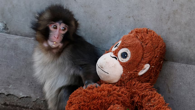 A young monkey with a tuft of dark hair sits next to a large brown teddy bear on a gray concrete surface.