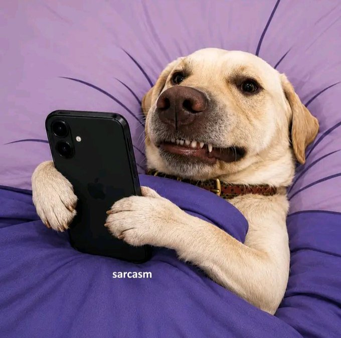A humorous photo of a yellow Labrador dog lying in bed under a purple blanket, holding a smartphone with its paws and displaying a wide, toothy grin, labeled 'sarcasm'.