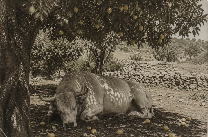 A white cow rests in the dappled shade of a fruit tree, with ripe fruits scattered on the ground beneath its resting form, set against a rustic stone wall and rolling hillside backdrop. The image's pastoral theme of a contented animal grazing under a fruit-laden tree complements the post's reference to sending something valuable (the cow) to grass, evoking imagery of land, livestock, and natural abundance.