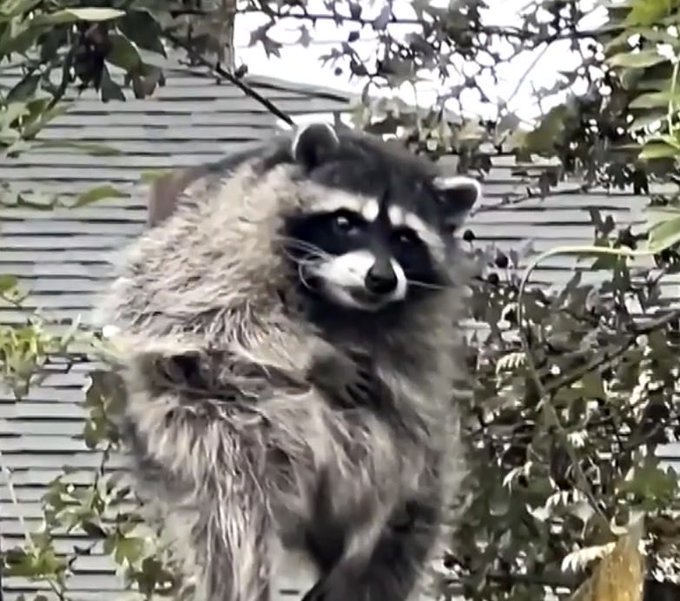 A raccoon with grey fur and its characteristic black mask stands in a tree, surrounded by green leaves, with a house roof visible in the background.
