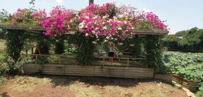 The image features a woman standing under a pavilion with pink flowers, surrounded by lush green plants. The woman appears to be posing for a photo or enjoying her time outdoors. The scene takes place near a body of water, adding to the overall ambiance of the setting. The presence of the pavilion and the surrounding greenery creates an inviting atmosphere that encourages relaxation and leisurely activities such as picnics or spending time with friends and family.