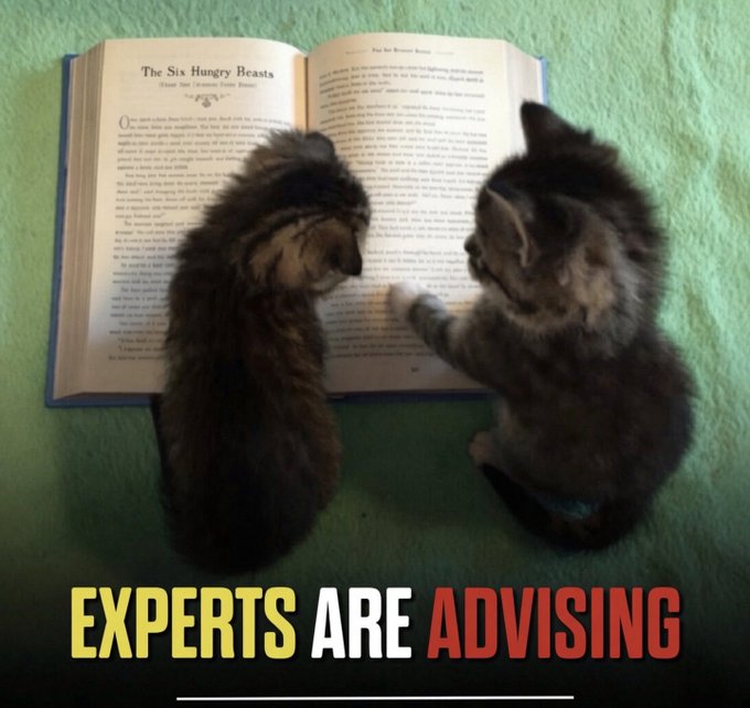 Two cats sitting in front of an open book titled 'The Six Hungry Beasts' with text overlay reading 'EXPERTS ARE ADVISING'.