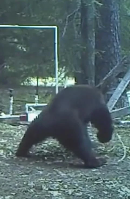 A large, dark-colored bear-like creature with heavily armored, clawed arms is hunched forward in an outdoor setting near some metal structures and trees, appearing to lunge or charge toward the camera in an aggressive, animated pose.

The image depicts the giant armored bear character from the post, captured mid-attack to show the confrontation with @therebelkins mentioned in the caption.