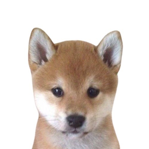 A close-up photograph of an adorable Shiba Inu puppy with tan and white fur, dark eyes, and pointed ears, looking directly at the camera against a white background.