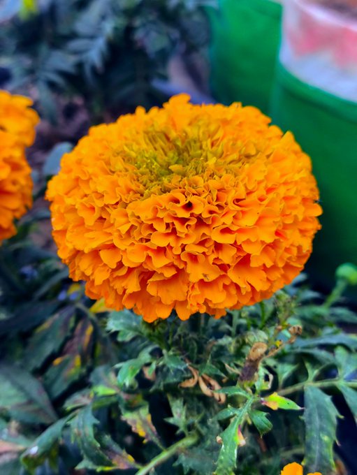 A vibrant orange marigold flower in full bloom with layered ruffled petals, surrounded by green foliage.