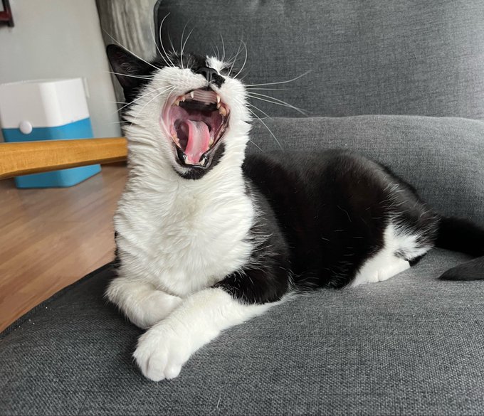 A black and white tuxedo cat lying on a gray sofa with its mouth wide open in a large yawn.