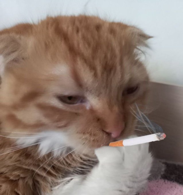 A close-up of an orange and white cat holding a lit cigarette in its mouth, appearing to smoke it.