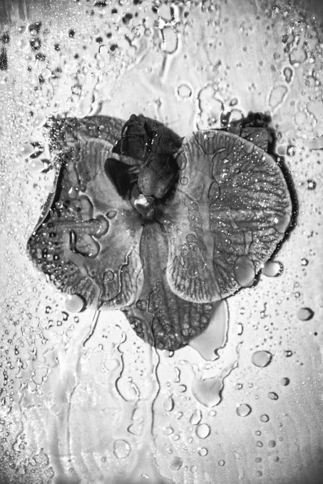 A black-and-white macro photograph showing water droplets on a textured surface, with a central flower-like form distorted by the glass and water.