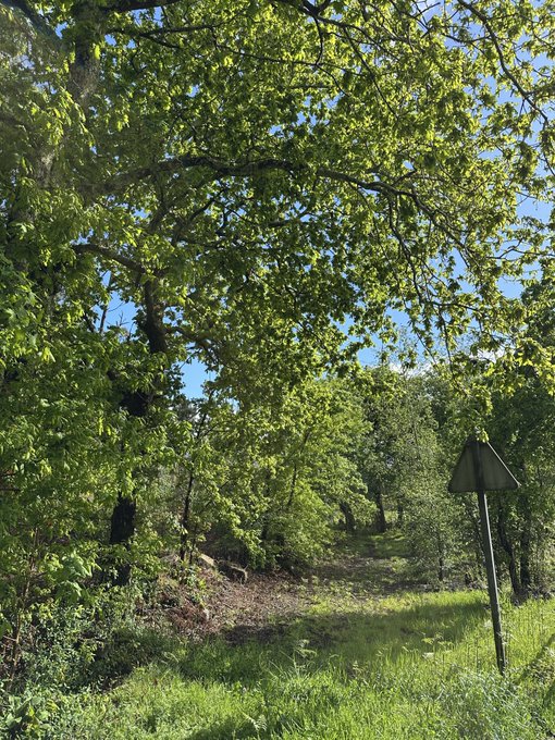 A lush green outdoor scene with tall leafy trees, a grassy clearing, and a triangular road sign on the right side against a blue sky.
