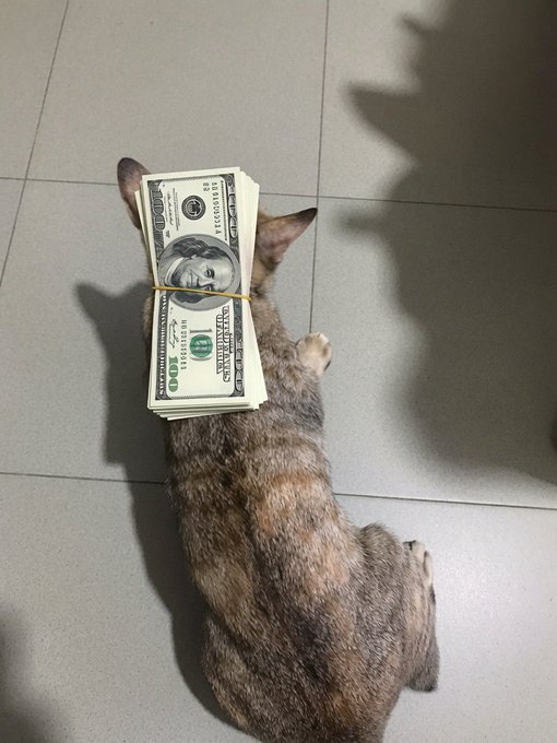 A tabby cat lies on a tiled floor with a rubber banded stack of U.S. one-hundred dollar bills ($100) placed across its back, playing into the "Cashcat" hashtag by literally making the cat carry cash.