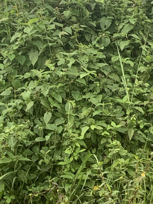 A close-up view of a dense patch of green leafy weeds and small unripe berries growing outdoors.