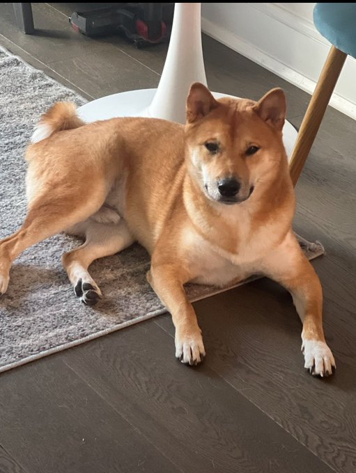 A tan Shiba Inu dog lies on a gray rug over dark wood flooring, looking at the camera with a relaxed expression.