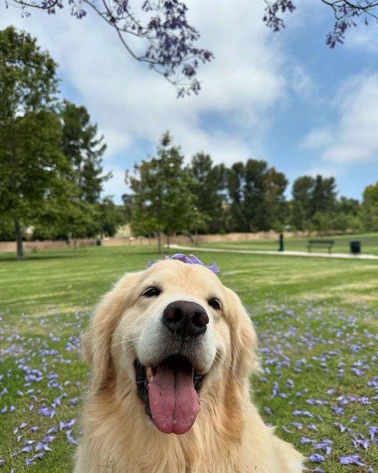 A happy golden retriever with its tongue out, wearing a small purple bow, posing in a park with green grass scattered with purple jacaranda petals under a partly cloudy sky.