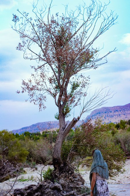 A figure draped in a green cloth walks through a sparse, arid landscape toward a weathered, leafless tree, evoking a solitary journey toward stillness. The scene's quiet solitude and weathered natural forms echo the contemplative tone of "Seeking Peace," a meditative NFT shared on the XTZ (Tezos) platform.