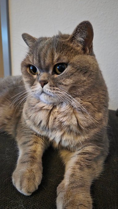 A chubby tabby cat lounges on a dark surface, gazing calmly at the camera with wide eyes. Its relaxed, content expression perfectly matches the cheerful "gm, happy new month" vibe of the post.