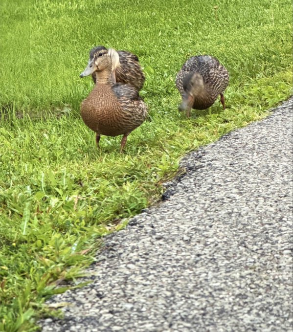 Two ducks standing on grass beside a paved path, with one facing the camera and the other facing away.